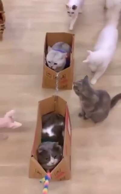 Cat train