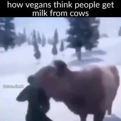 Cow tiddy juice