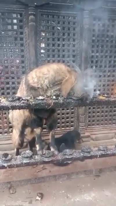 Ду.. Ду хаст... Ду хаст мих...