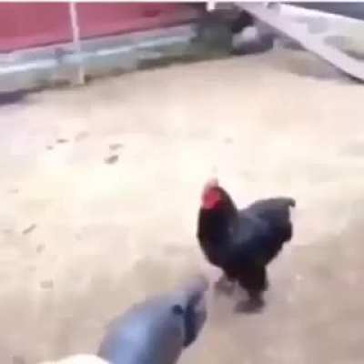 Black cock