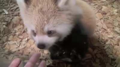 He wants to say hello so badly!