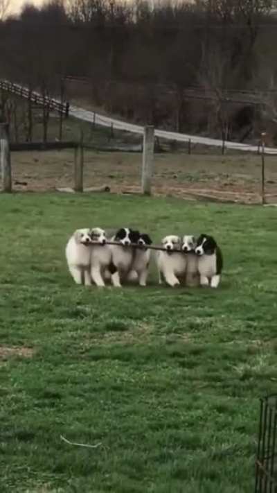 Best friends stick together