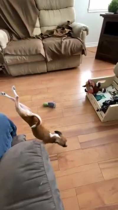 This dog is broken