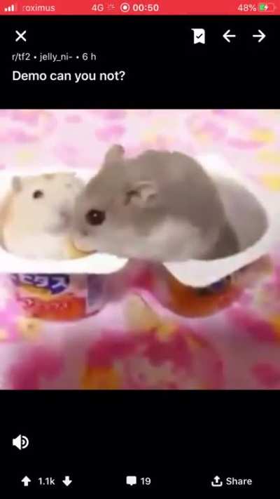As promised, hamster will now put paw in your mouth.