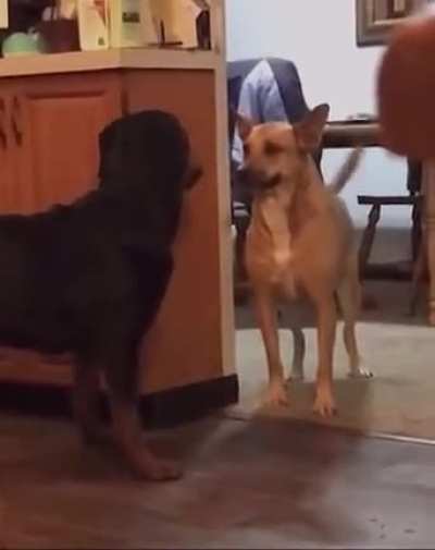 A very friendly dog