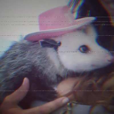 Cowboy Dan is a major possum in the cowboy scene...