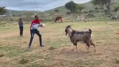The GOAT of football