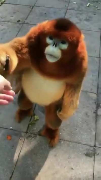 Ni&ntilde;o oriundo de Yerba Buena, Tucum&aacute;n es alimentado por un turista bonaerense