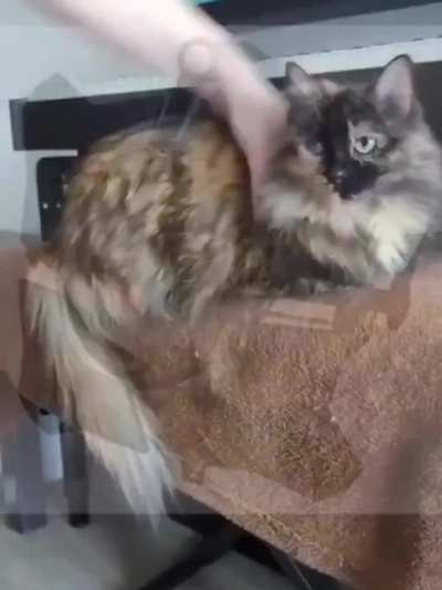Combine Cat