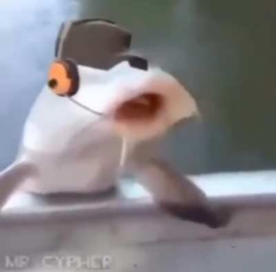 Scout fish