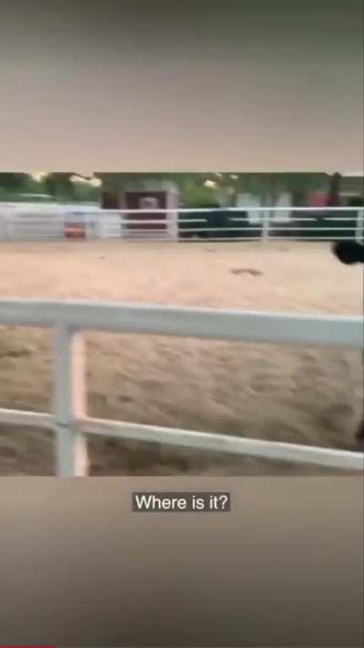 Helping a blind cow who lost her &ldquo;baby&rdquo;