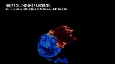The killer T cell is involved in the cancer cell