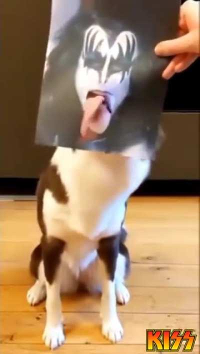 Musical dog