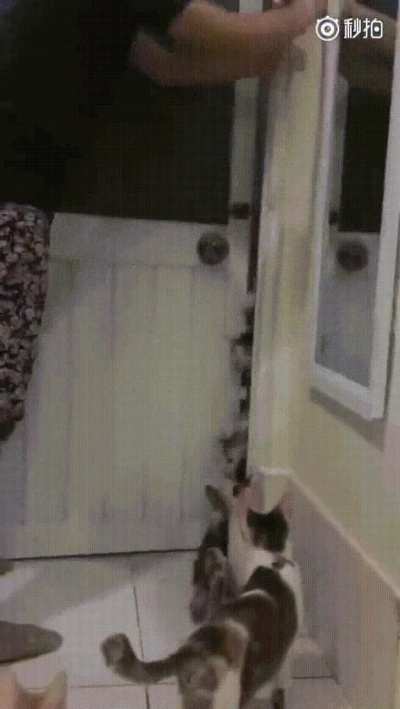 You can never have too many cats