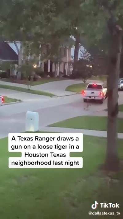 A tiger escapes from a Texas home.