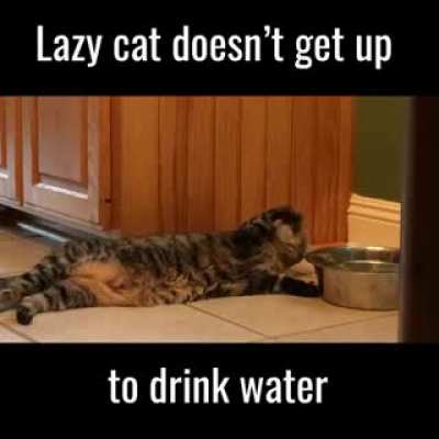 Such a lazy cat