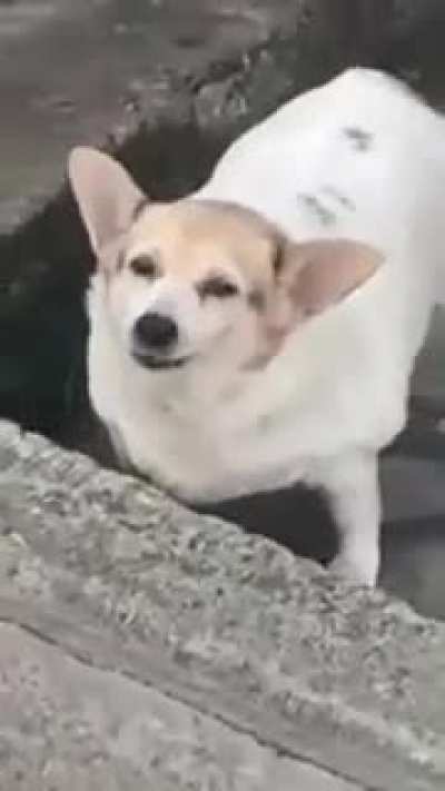 Cachorro
