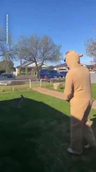 2 kangaroos