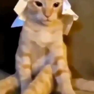 🇮🇳