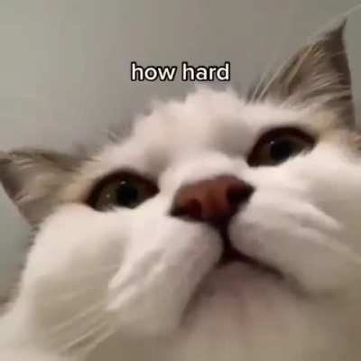 Message from cat