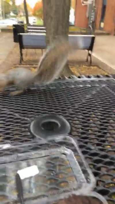 Fought a squirrel for a cookie