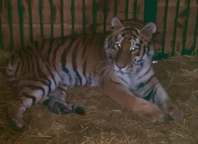 Tiger was injured due to a morning rocket attack in the Kyiv region. The powerful explosions scared the animal, it hit the bars, fell and still can&rsquo;t get up. The animal's hind limbs or spine are likely injured.