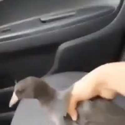 duck