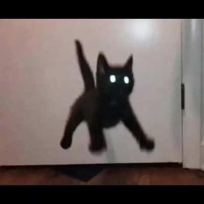 touhou cats #1