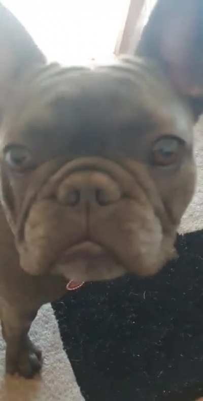 french attac dane