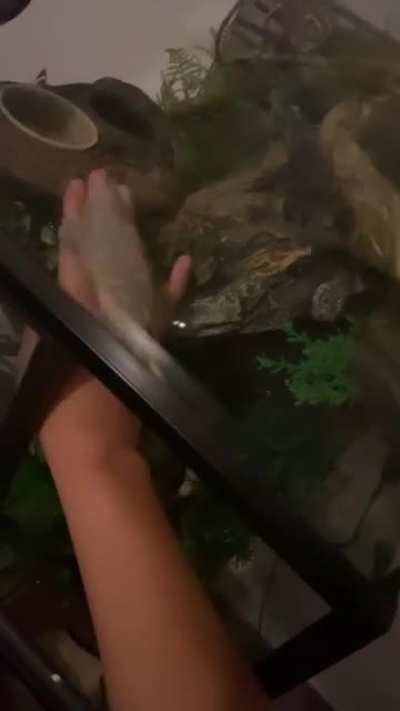 I always wiggle my fingers where I leave her food so she&rsquo;ll know where it is...this is the first time she went for my fingers lmao Love her very much :&rsquo;)