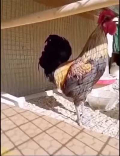 Crowing just a little too much