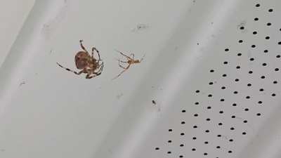 Spider bro n son bonding.