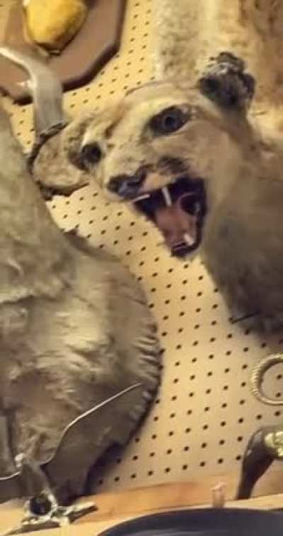 I know you guys will love this &ldquo;cat&rdquo; I found in the pawn shop in Fayetteville Arkansas lmao