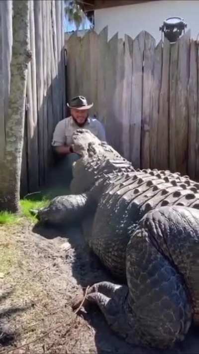 Good boy 🐊