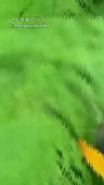 This Patch of Moss