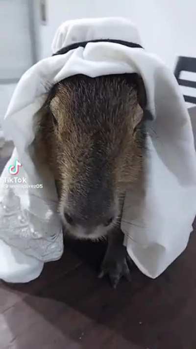 capiVara