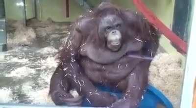 Monke fall, 2021 colorized