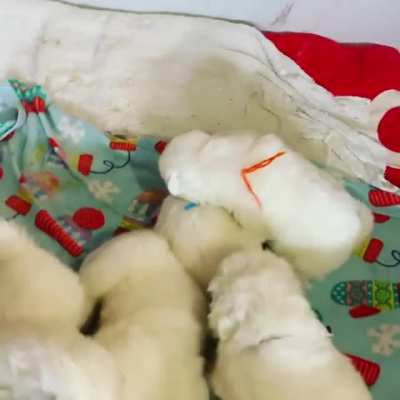Can’t wait to bring one of these cuties home! @the_opie_experience