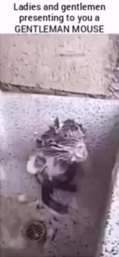 Pigeon racism