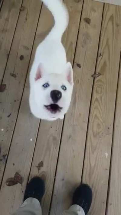 Awoooo