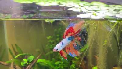 Kobe, my new junior double tail. How gorgeous is he?!