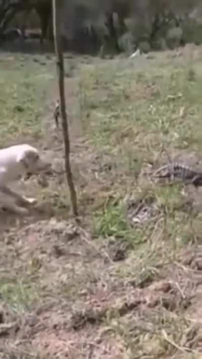 Dog vs lizard