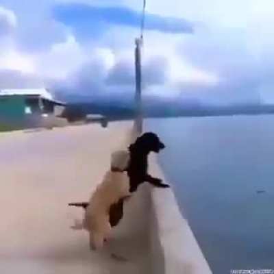 What de dawg doin?