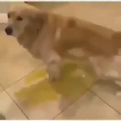 Moldy Dog