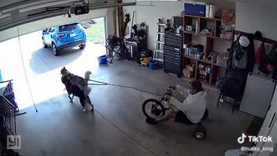 This owner found the perfect way to satisfy the huskies&rsquo; love for work