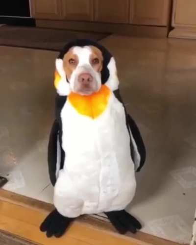Penguin family