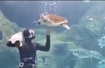 Turtle is unhinged