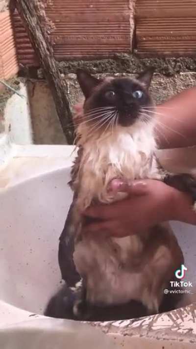Maguo o gatin 😢