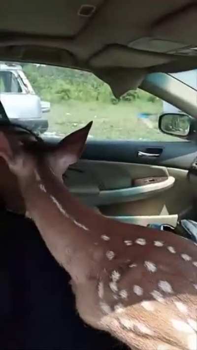 Baby Deer Jumps In Man's Car (Happy Freakout)