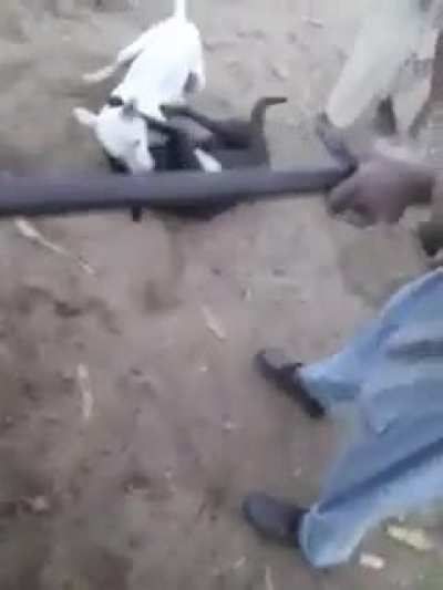 Trying to break up a dog fight